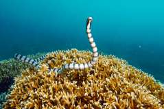 Ishigaki - Okinawa
Japon