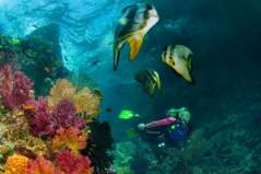 Plongée en Indonésie à Raja Ampat