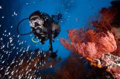 Plongeuse sous l'eau