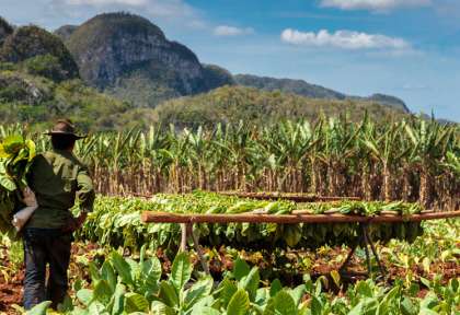 Plantation de tabac à Vinales @ Sutterstock - Sabino Parente