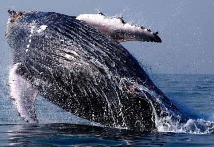 Baleine à bosse © Seal
