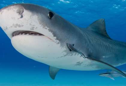 Requin-tigre - Tiger Beach - Bahamas © Shutterstock - Matt9122