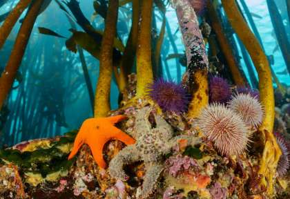 Plongée au Cap © Pisces Divers