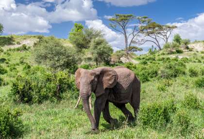 Tarangire - Tanzanie © Shutterstock - Kanokratnok