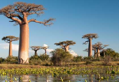 Allée des Baobabs - Morondava © Shutterstock - Shinelu