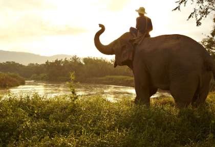 Chiang Rai - Thaïlande © Anantara Golden Triangle Elephant Camp and Resort