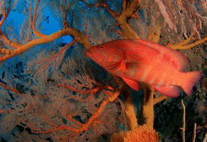 Similan
Thailande