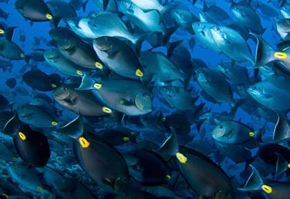 Sao Vicente © Dive Trib - Sofia Monteiro