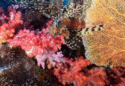 Phuket © Shutterstock - Think4photop