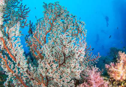 Phuket © Shutterstock - Sarawut Kundej