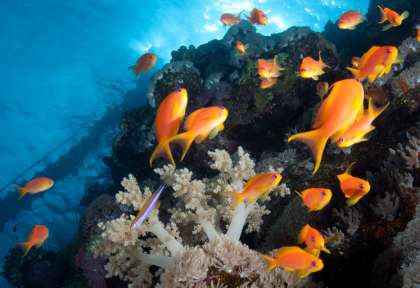 El Quseir © Diving El Flamenco