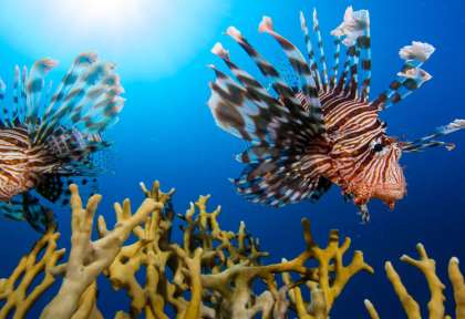 Marsa Alam © Red Sea Diving Safari - Matej Simonic
