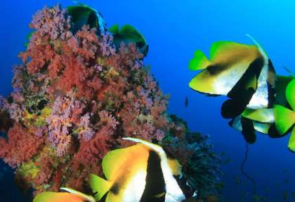 Maldives © Dive Ocean