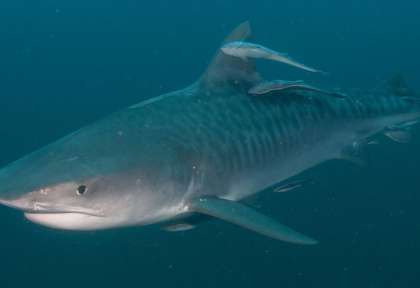 Requin Tigre © shutterstock - Fiona ayerst