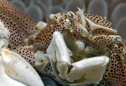 Moalboal © Kasai Village Dive