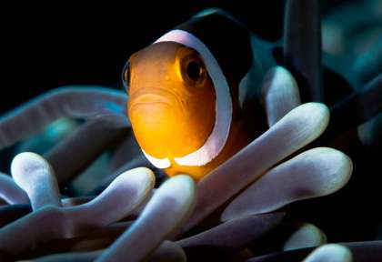 Plongée au Tompatika Dive Lodge