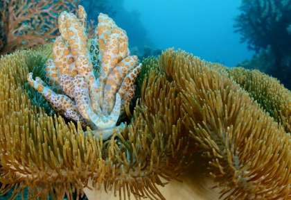 Plongée au Tompatika Dive Lodge