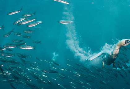 Sardine Run
Afrique du Sud