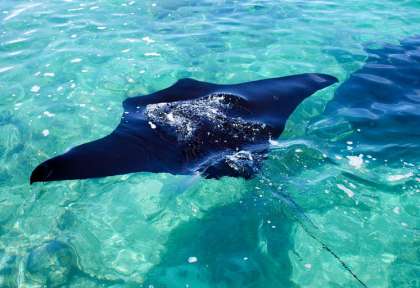 Maratua © Extra Divers Nabucco Island