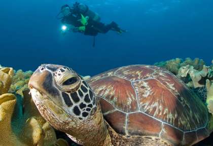 Dauin - Negros © Atmosphere Dive Center