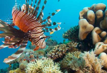 Mafia Island
Tanzanie