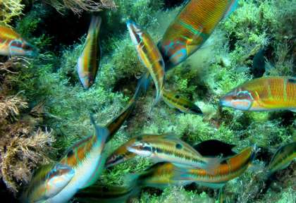 Ustica © Shutterstock - Gandolfo Cannatella