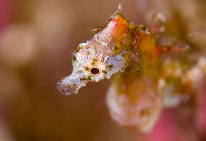 Sulawesi
Indonésie