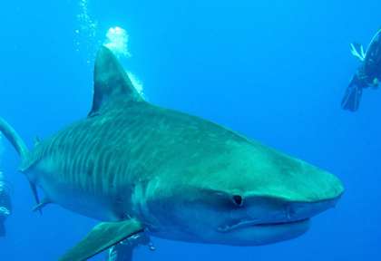 Requin Tigre - Protea Banks © African Dive Adventures
