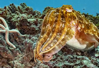 Plongée au Kenya © Extra Divers - Temple Point