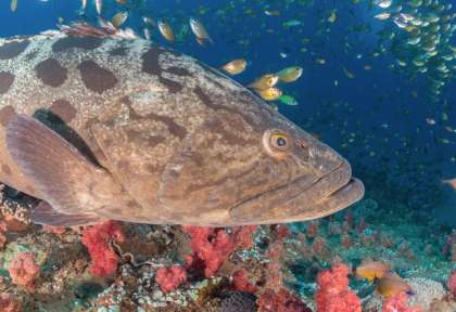 Plongée Archipel de Bazaruto © Shutterstock - Fiona Ayerst