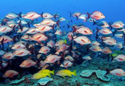 Voyage plongée au Mozambique