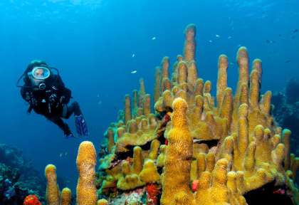 Sainte Lucie - Scuba St Lucia