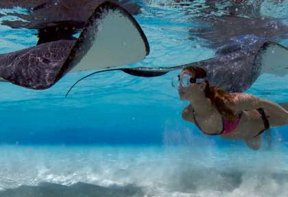Stingray City - Grand Cayman © CIDT - Stephen Broadbelt