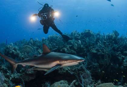 Plongée dans les Jardins de la Reine - Cuba © Avalon - Greg Lecoeur