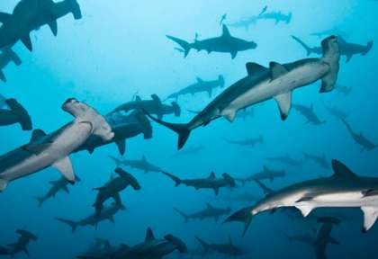 Ile Coco © Undersea Hunter