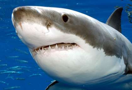 Guadalupe - Baja California © Solmar V - Eric Hanauer