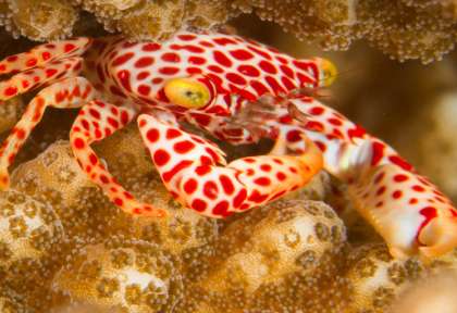 Indonésie - Moluques © Extra divers