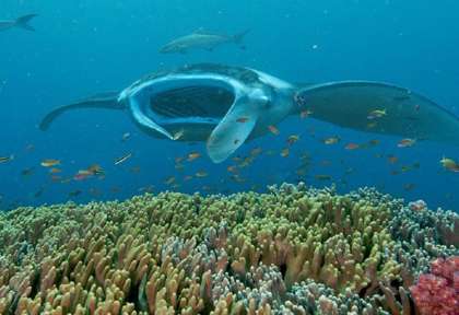 Misool - Raja ampat © Misool Eco Resort