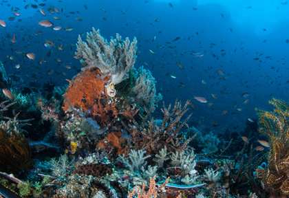 Nord Sulawesi © Shutterstock - Ethan Daniels