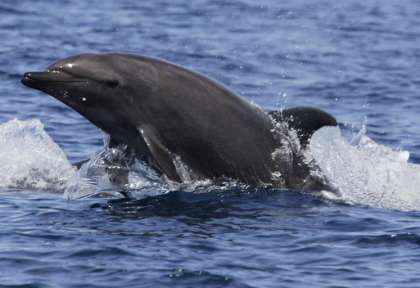 Plongée à Pemba © Dive 360 Pemba