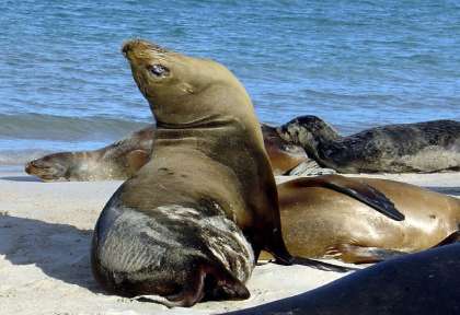 Galapagos © Quasar Nautica