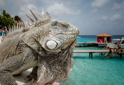 Bonaire