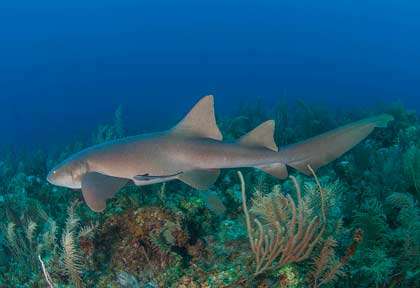 Requin nourrice au Belize