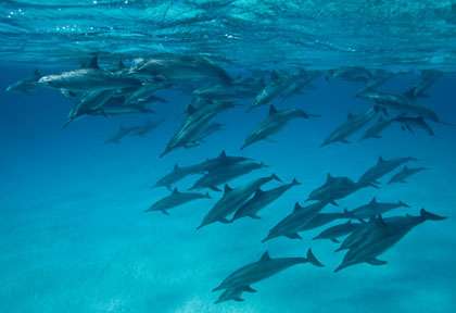 Les dauphins de Sataya