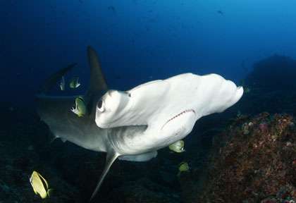Requin marteau au Panama