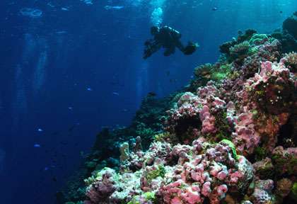 Plongée à Osprey Reef