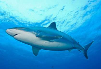 Requin de Polynésie
