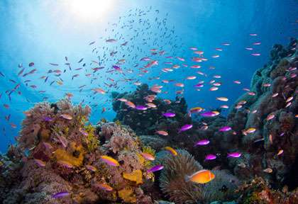 Récif de corail à Yap