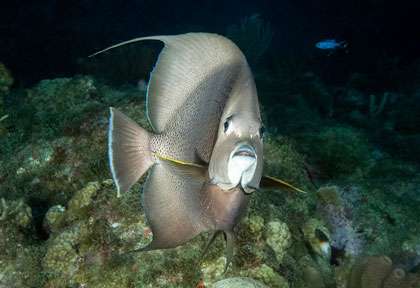 poisson ange à Saba