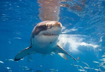 Plonger avec le grand requin blanc
